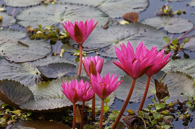 Faune et flore-007
